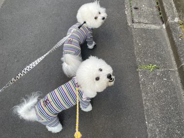 ビションフリーゼ　おもち  おもちふくらむ 3月12日(木曜) IMG_2399-380x285