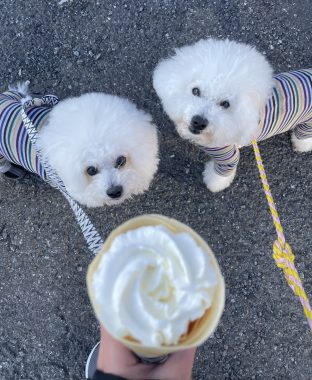 ビションフリーゼ　おもち  おもちふくらむ 3月12日(木曜) IMG_2400-312x380