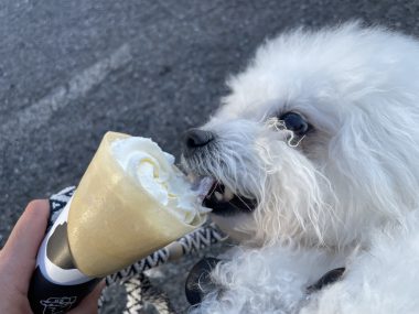 ビションフリーゼ　おもち  おもちふくらむ 3月12日(木曜) IMG_2403-380x285
