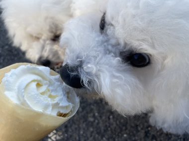 ビションフリーゼ　おもち  おもちふくらむ 3月12日(木曜) IMG_2404-380x285