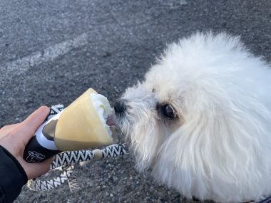 ビションフリーゼ　おもち  おもちふくらむ 3月12日(木曜) IMG_2405-380x285
