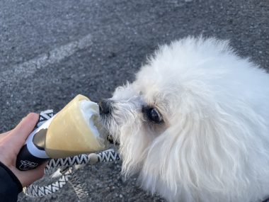 ビションフリーゼ　おもち  おもちふくらむ 3月12日(木曜) IMG_2406-380x285
