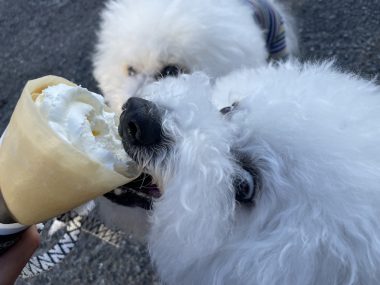 ビションフリーゼ　おもち  おもちふくらむ 3月12日(木曜) IMG_2408-380x285