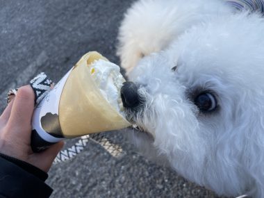 ビションフリーゼ　おもち  おもちふくらむ 3月12日(木曜) IMG_2410-380x285