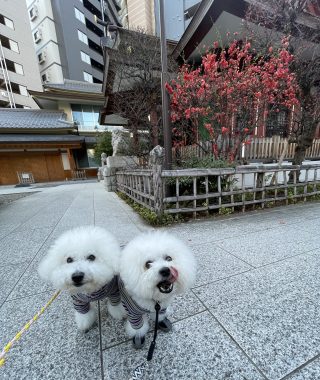 ビションフリーゼ　おもち  おもちふくらむ 3月12日(木曜) IMG_2412-320x380