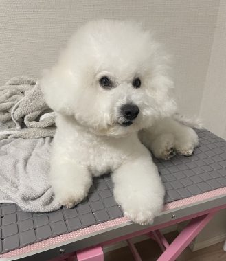 ビションフリーゼ　おもち  おもちふくらむ 3月12日(木曜) IMG_2414-329x380