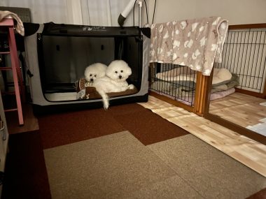 ビションフリーゼ　おもち  おもちふくらむ 3月12日(木曜) IMG_2422-380x285