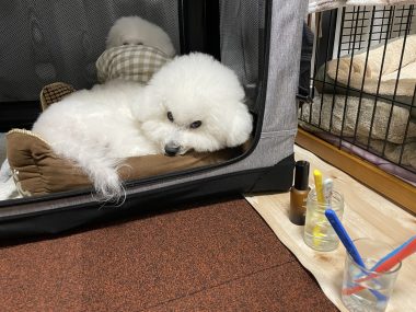 ビションフリーゼ　おもち  おもちふくらむ 3月12日(木曜) IMG_2435-380x285