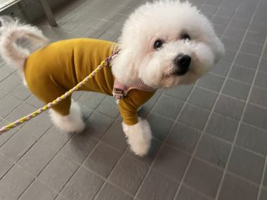 ビションフリーゼ　おもち  バイト飲みお魚屋さん IMG_2438-380x285