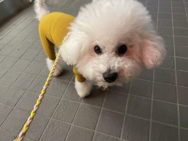 ビションフリーゼ　おもち  バイト飲みお魚屋さん IMG_2439-380x285