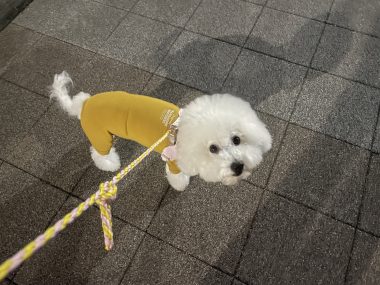 ビションフリーゼ　おもち  バイト飲みお魚屋さん IMG_2440-380x285