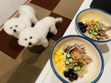 ビションフリーゼ　おもち  おもふく飯色々 IMG_2441-380x285