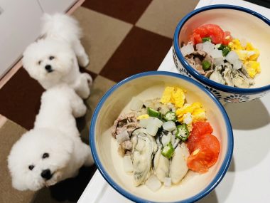 ビションフリーゼ　おもち  おもふく飯色々 IMG_2457-1-380x285