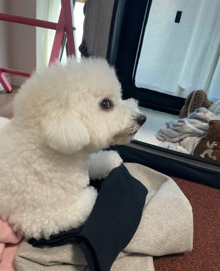 ビションフリーゼ おもち ふくらむちゃんおうち記念前日うしすけ IMG_2463-309x380 ビションフリーゼ おもち ふくらむちゃんおうち記念前日うしすけ IMG_2463-309x380