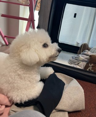 ビションフリーゼ おもち ふくらむちゃんおうち記念前日うしすけ IMG_2464-313x380 ビションフリーゼ おもち ふくらむちゃんおうち記念前日うしすけ IMG_2464-313x380