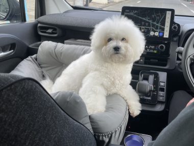 ビションフリーゼ おもち ふくらむちゃんおうち記念前日うしすけ IMG_2467-380x285 ビションフリーゼ おもち ふくらむちゃんおうち記念前日うしすけ IMG_2467-380x285