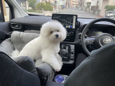 ビションフリーゼ おもち ふくらむちゃんおうち記念前日うしすけ IMG_2469-380x285 ビションフリーゼ おもち ふくらむちゃんおうち記念前日うしすけ IMG_2469-380x285