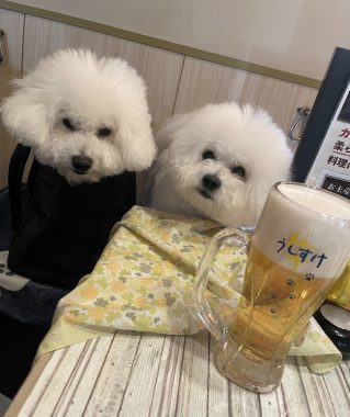 ビションフリーゼ おもち ふくらむちゃんおうち記念前日うしすけ IMG_2471-319x380 ビションフリーゼ おもち ふくらむちゃんおうち記念前日うしすけ IMG_2471-319x380