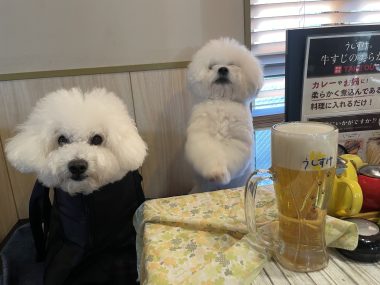 ビションフリーゼ おもち ふくらむちゃんおうち記念前日うしすけ IMG_2472-380x285 ビションフリーゼ おもち ふくらむちゃんおうち記念前日うしすけ IMG_2472-380x285