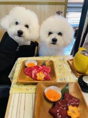 ビションフリーゼ おもち ふくらむちゃんおうち記念前日うしすけ IMG_2474-285x380 ビションフリーゼ おもち ふくらむちゃんおうち記念前日うしすけ IMG_2474-285x380