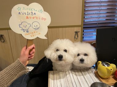 ビションフリーゼ おもち ふくらむちゃんおうち記念前日うしすけ IMG_2477-380x285 ビションフリーゼ おもち ふくらむちゃんおうち記念前日うしすけ IMG_2477-380x285