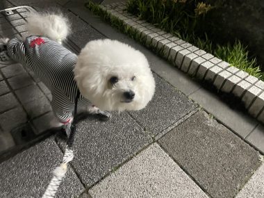 ビションフリーゼ おもち ふくらむちゃんおうち記念前日うしすけ IMG_2482-380x285 ビションフリーゼ おもち ふくらむちゃんおうち記念前日うしすけ IMG_2482-380x285