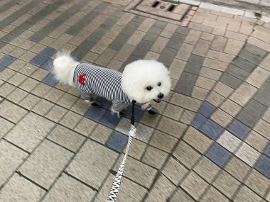 ビションフリーゼ おもち ふくらむちゃんおうち記念前日うしすけ IMG_2484-380x285 ビションフリーゼ おもち ふくらむちゃんおうち記念前日うしすけ IMG_2484-380x285