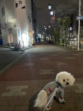 ビションフリーゼ おもち ふくらむちゃんおうち記念前日うしすけ IMG_2485-scaled-e1773646776448-285x380 ビションフリーゼ おもち ふくらむちゃんおうち記念前日うしすけ IMG_2485-scaled-e1773646776448-285x380