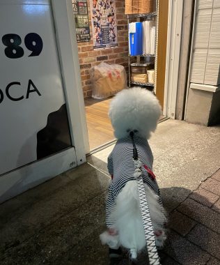 ビションフリーゼ おもち ふくらむちゃんおうち記念前日うしすけ IMG_2486-316x380 ビションフリーゼ おもち ふくらむちゃんおうち記念前日うしすけ IMG_2486-316x380