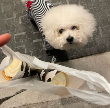 ビションフリーゼ おもち ふくらむちゃんおうち記念前日うしすけ IMG_2489-380x372 ビションフリーゼ おもち ふくらむちゃんおうち記念前日うしすけ IMG_2489-380x372