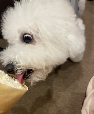 ビションフリーゼ おもち ふくらむちゃんおうち記念前日うしすけ IMG_2490-313x380 ビションフリーゼ おもち ふくらむちゃんおうち記念前日うしすけ IMG_2490-313x380