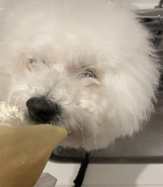 ビションフリーゼ おもち ふくらむちゃんおうち記念前日うしすけ IMG_2492-332x380 ビションフリーゼ おもち ふくらむちゃんおうち記念前日うしすけ IMG_2492-332x380