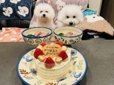 ビションフリーゼ　おもち  ふくらむちゃんおうち記念日！ IMG_2494-380x285