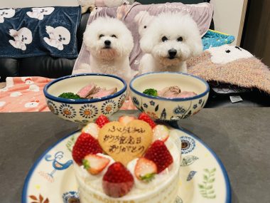 ビションフリーゼ　おもち  ふくらむちゃんおうち記念日！ IMG_2495-380x285