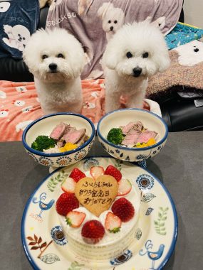 ビションフリーゼ　おもち  ふくらむちゃんおうち記念日！ IMG_2496-285x380