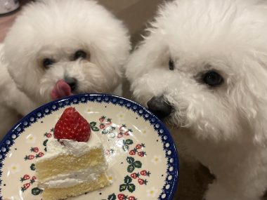 ビションフリーゼ　おもち  ふくらむちゃんおうち記念日！ IMG_2500-380x285