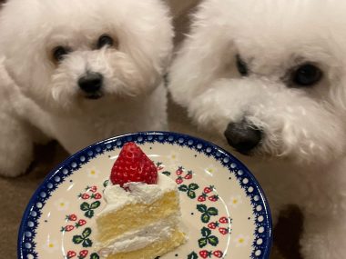 ビションフリーゼ　おもち  ふくらむちゃんおうち記念日！ IMG_2501-380x285