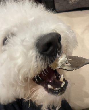 ビションフリーゼ　おもち  ふくらむちゃんおうち記念日！ IMG_2502-310x380