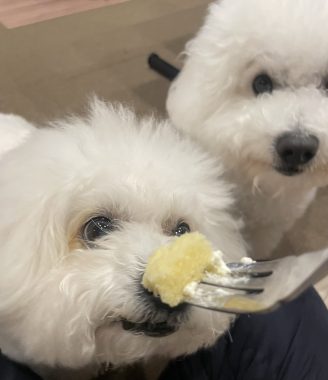 ビションフリーゼ　おもち  ふくらむちゃんおうち記念日！ IMG_2503-328x380