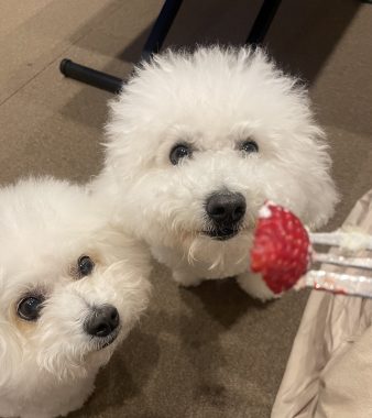 ビションフリーゼ　おもち  ふくらむちゃんおうち記念日！ IMG_2504-338x380