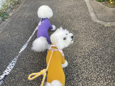 ビションフリーゼ　おもち  おもちふく 3月17日(火曜) IMG_2508-380x285