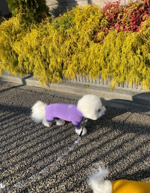 ビションフリーゼ　おもち  おもちふく 3月17日(火曜) IMG_2509-297x380