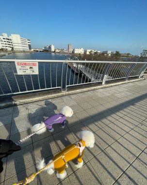 ビションフリーゼ　おもち  おもちふく 3月17日(火曜) IMG_2510-303x380