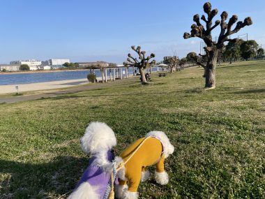 ビションフリーゼ　おもち  おもちふく 3月17日(火曜) IMG_2512-380x285