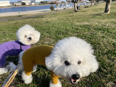 ビションフリーゼ　おもち  おもちふく 3月17日(火曜) IMG_2513-380x285