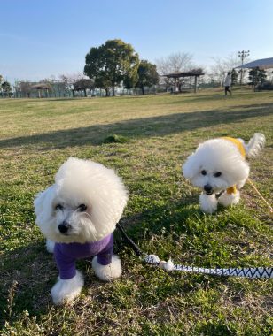 ビションフリーゼ　おもち  おもちふく 3月17日(火曜) IMG_2515-308x380