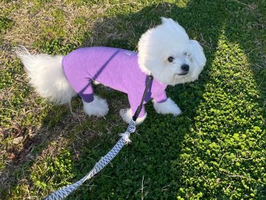 ビションフリーゼ　おもち  おもちふく 3月17日(火曜) IMG_2517-380x285