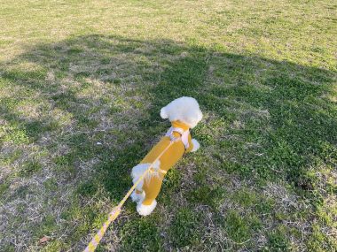 ビションフリーゼ　おもち  おもちふく 3月17日(火曜) IMG_2518-380x285