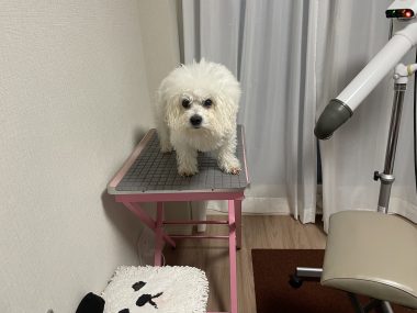 ビションフリーゼ　おもち  おもちふく 3月17日(火曜) IMG_2524-380x285