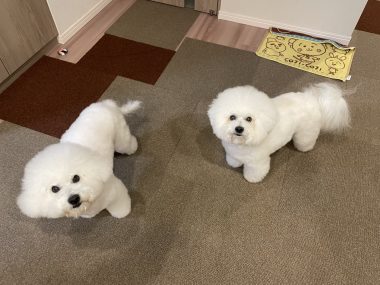 ビションフリーゼ　おもち  おもちふく 3月17日(火曜) IMG_2525-380x285